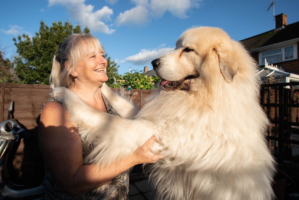 Susan with her Pyrenean Sheepdog Boris in Big Dog Britain.