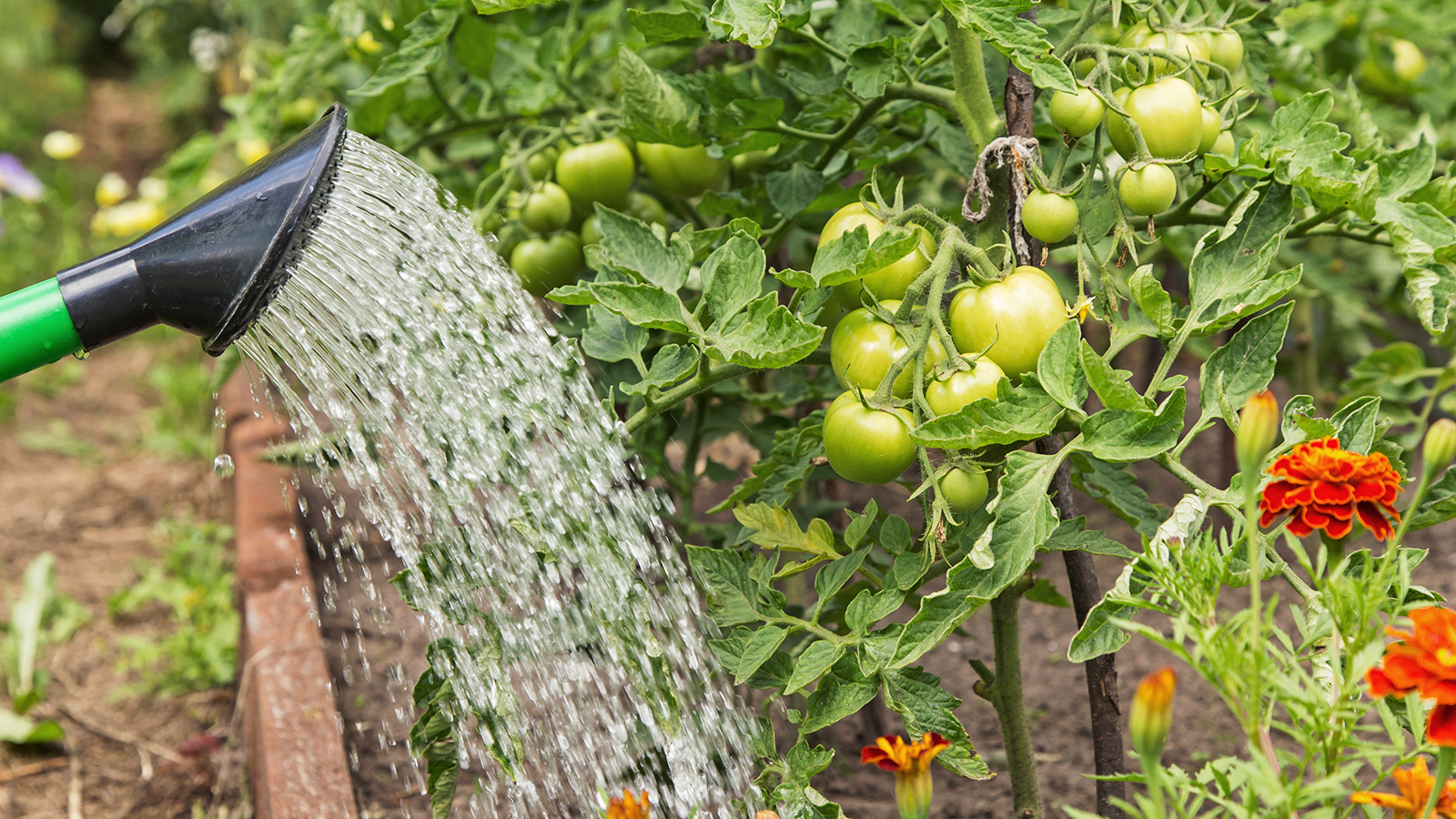 Gardener waters tomato plants with watering can