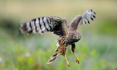 A Hen Harrier in flight