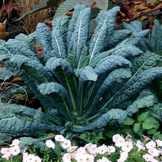 kale Lacinato plant with blue green leaves