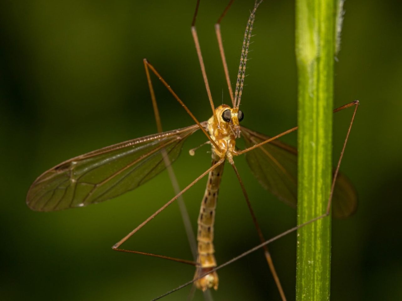 A Crane Fly