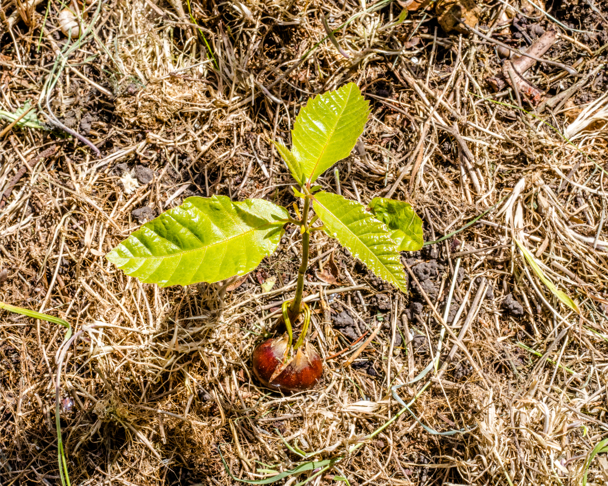 Chestnut tree sapling