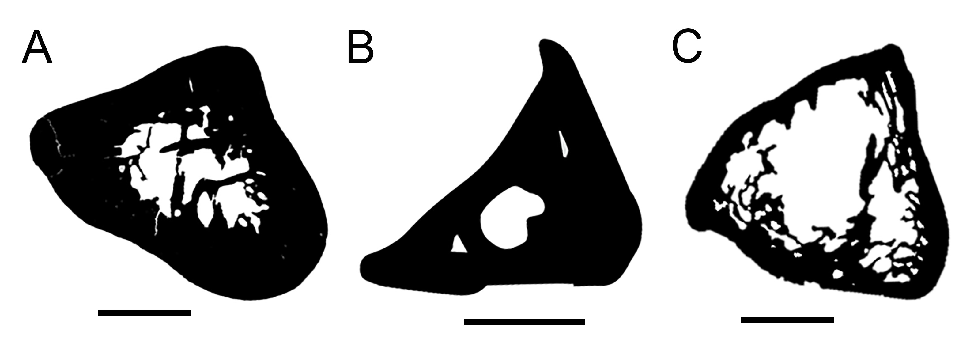 A cross-section comparison of Kryoryctes, platypus and echidna humeri.