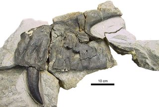 torvosaurus jawbone