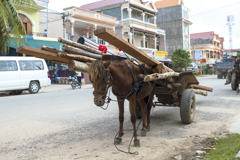 Working-horse-front-view.jpg