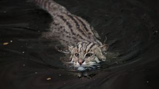 Fishing cats seen feasting on chicks at the tops of 26-foot-tall trees in  Bangladesh