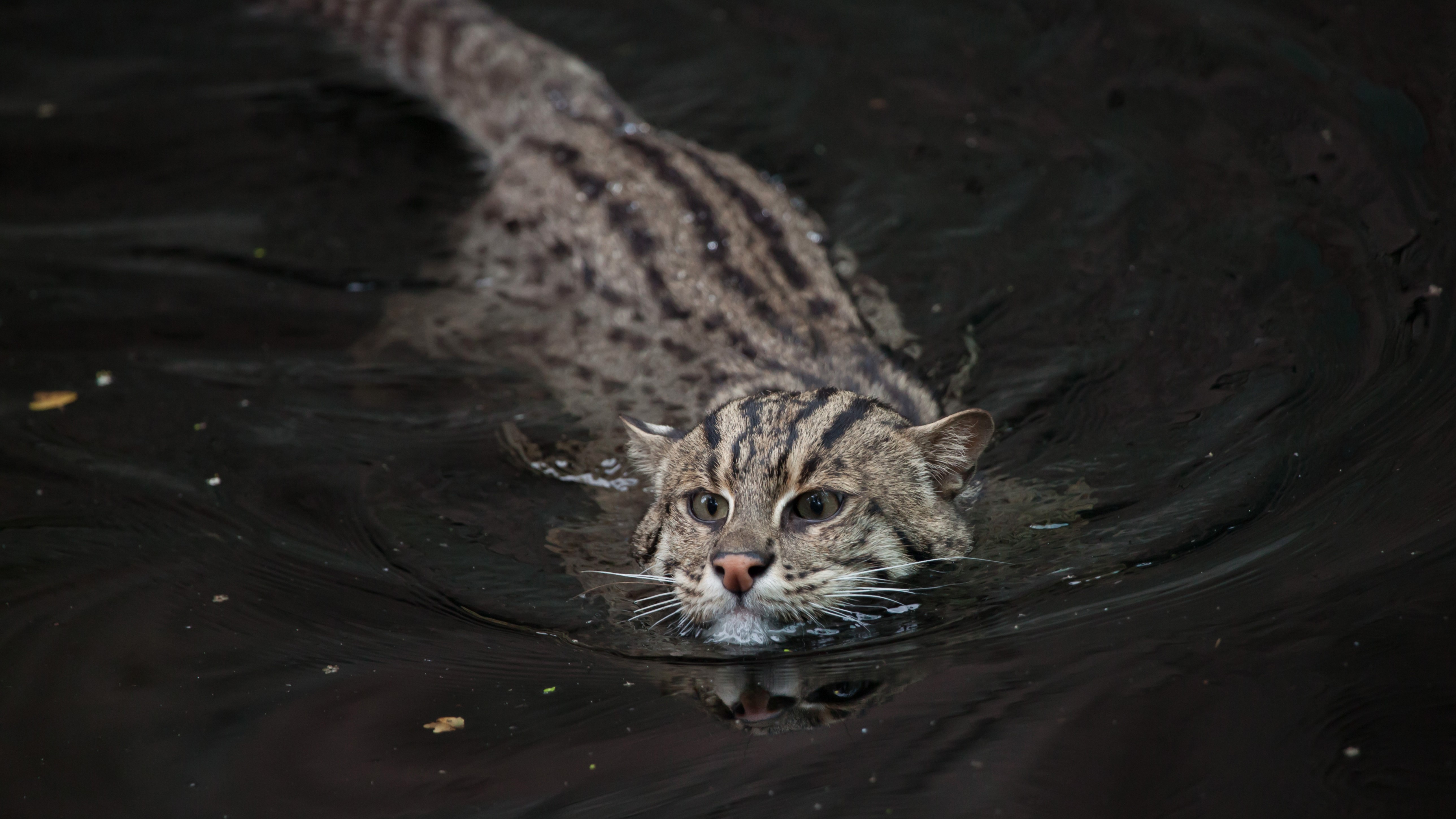a south asian fishing cat swimming in deep dark water