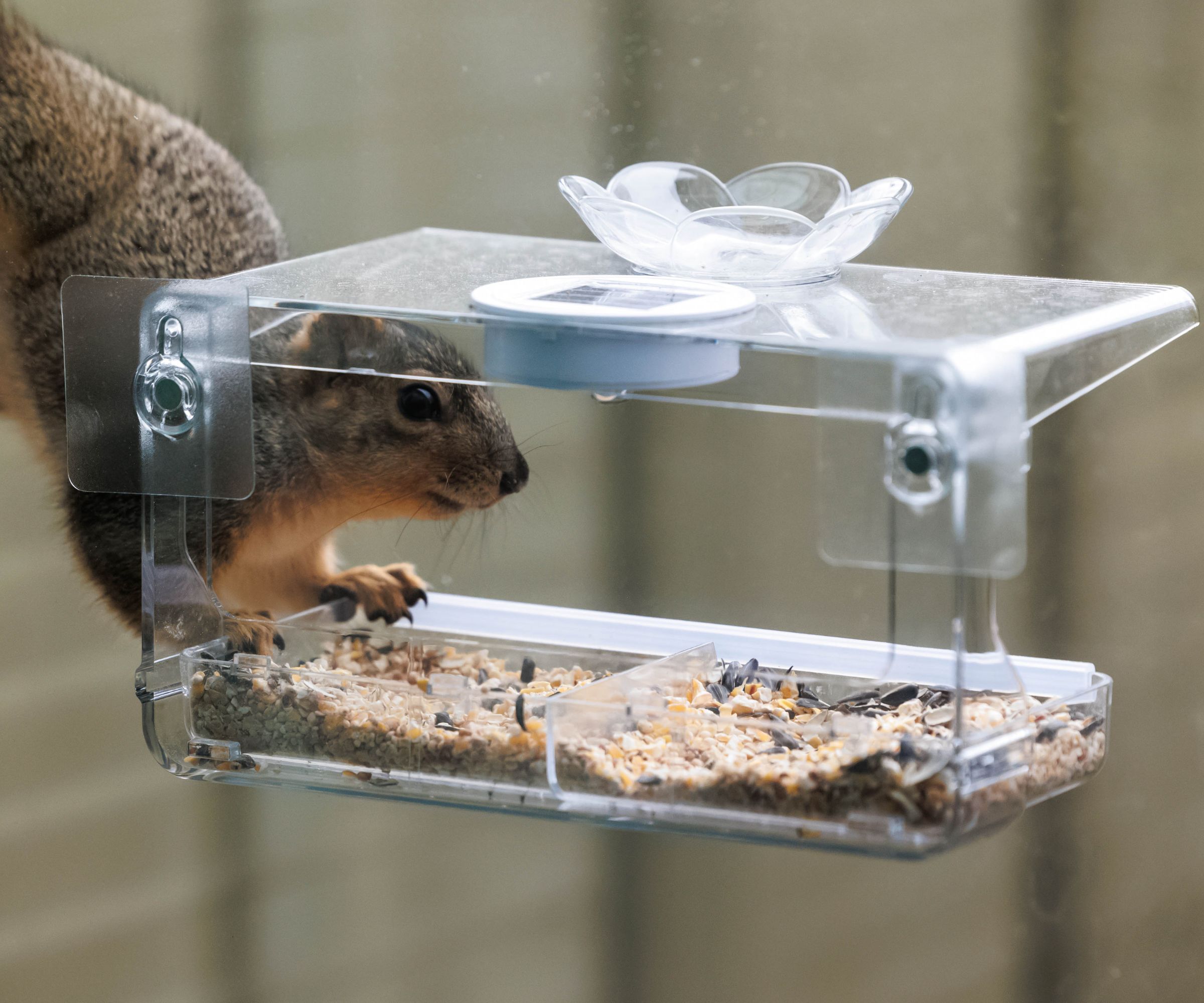 A squirrel eating from a window bird feeder