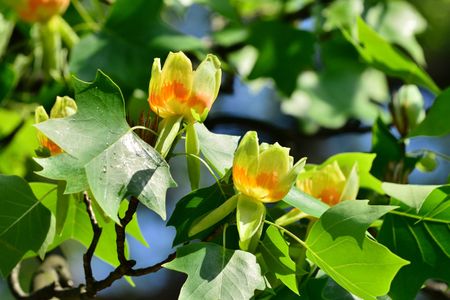 Tulip Tree