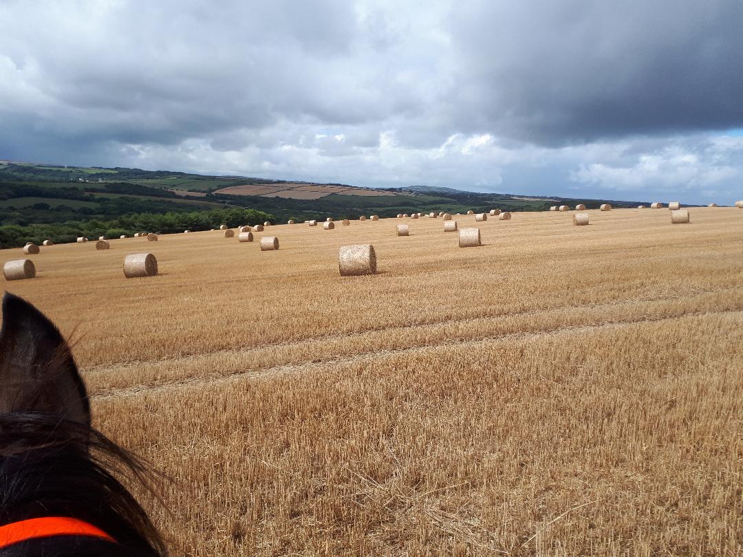 Monster-straw-bales.jpg