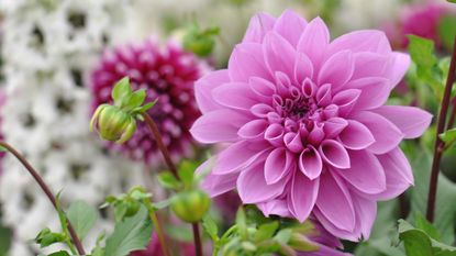 Pink dahlia flower and bud