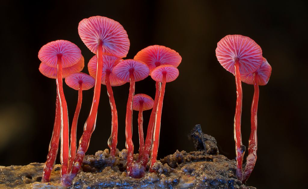 Bjork Fungi