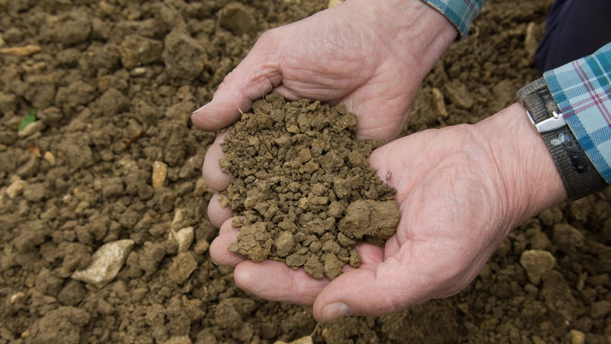 Clay soil in man's hands