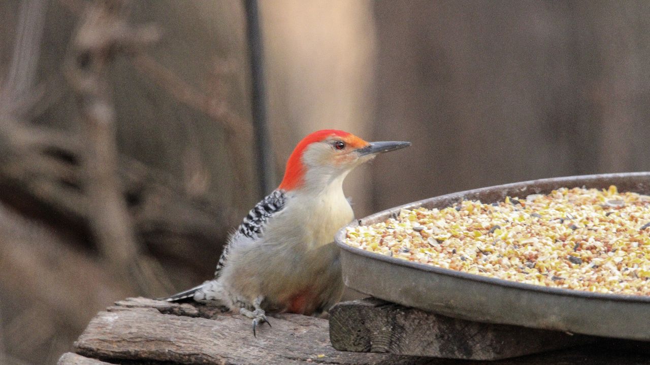 Red-headed woodpecker feeding on seeds in a garden