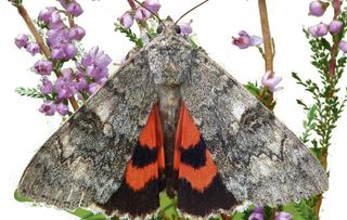 guide to identifying british moths