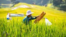 A farmer harvests rice from a paddy in Guizhou, China.