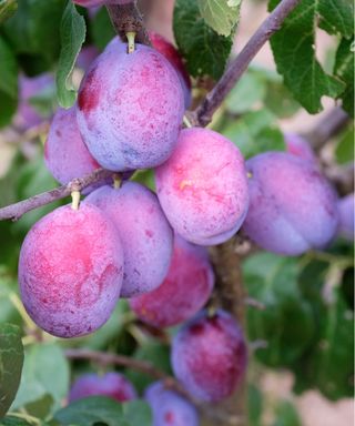 Types of plum trees