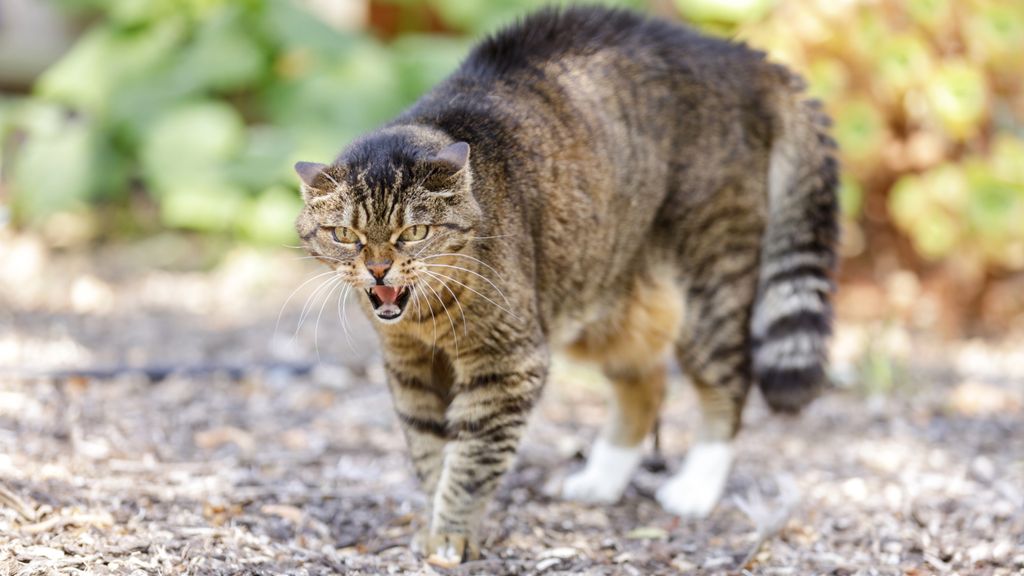 Picture of 10 signs of an aggressive cat | PetsRadar