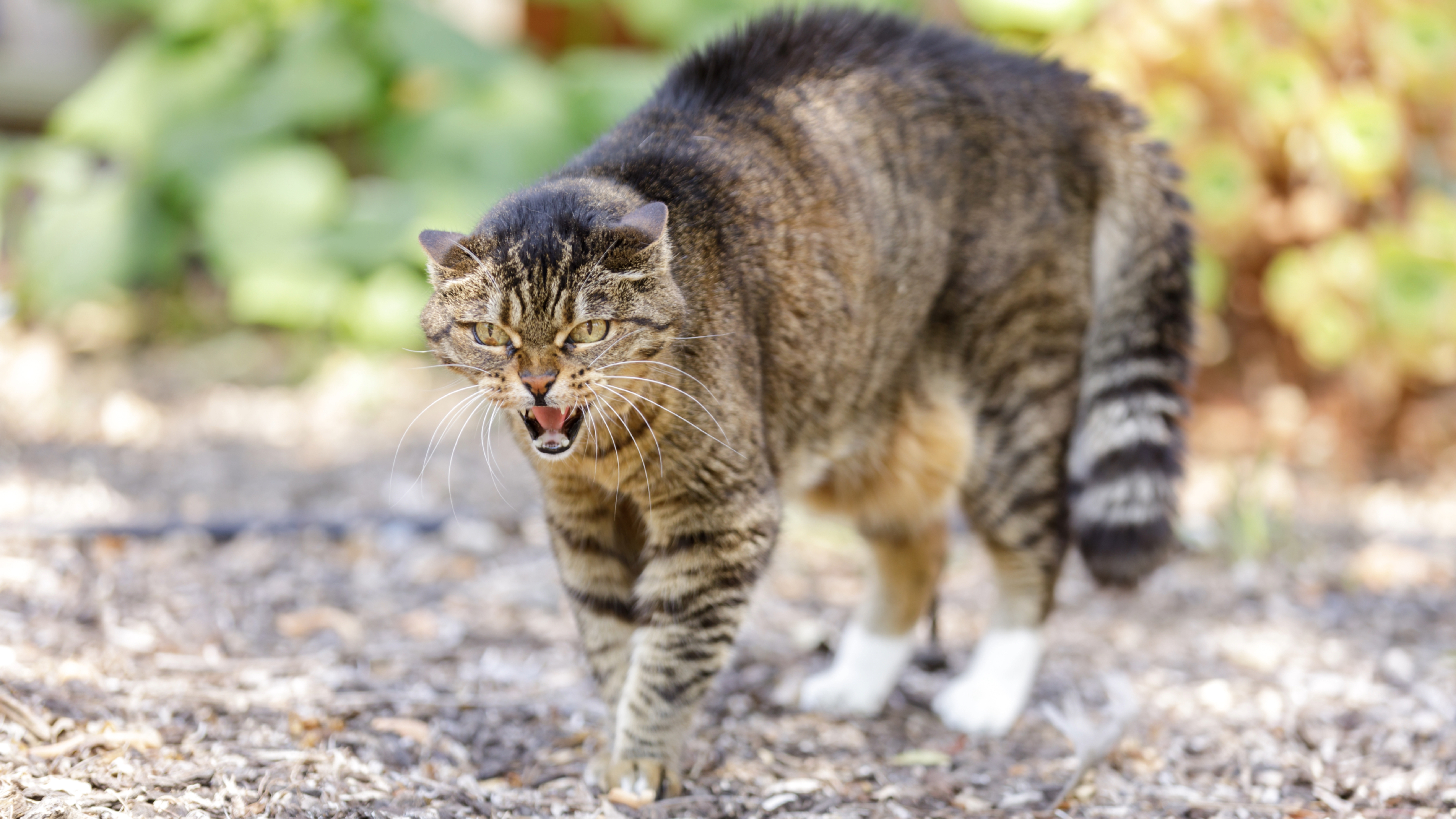 Cat with arched back