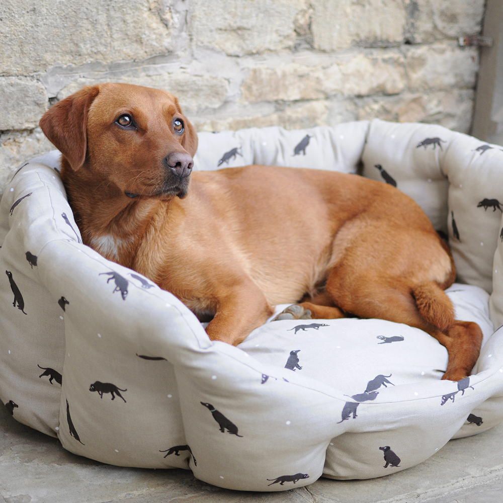 dog with white dog bed