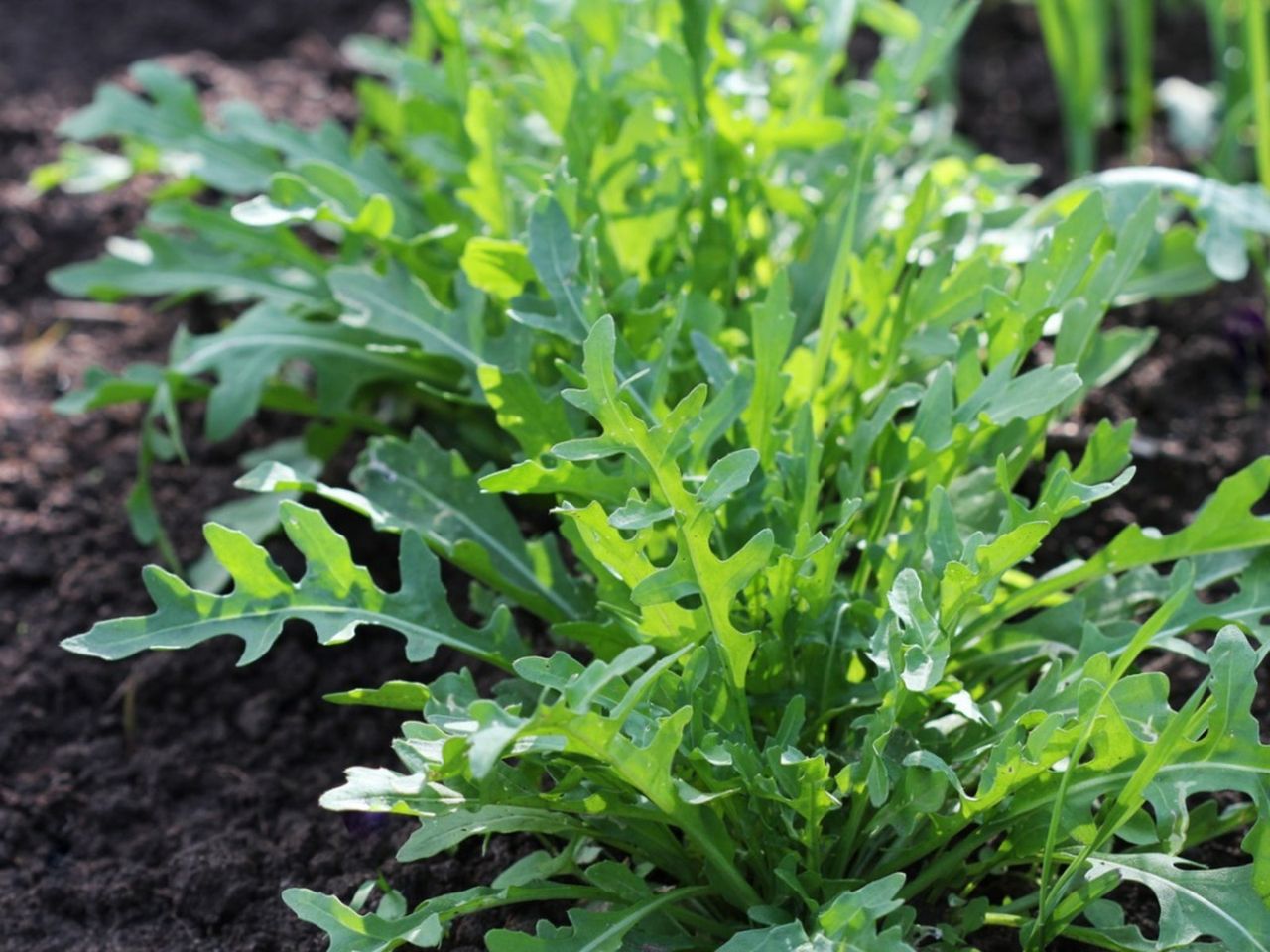 Leafy Vegetables In The Garden