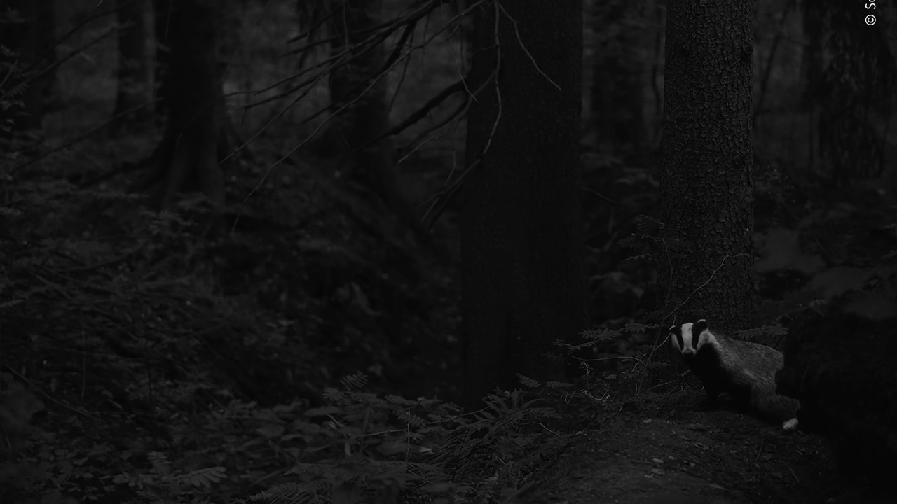 A badger peers at the camera lens in a dark forest.