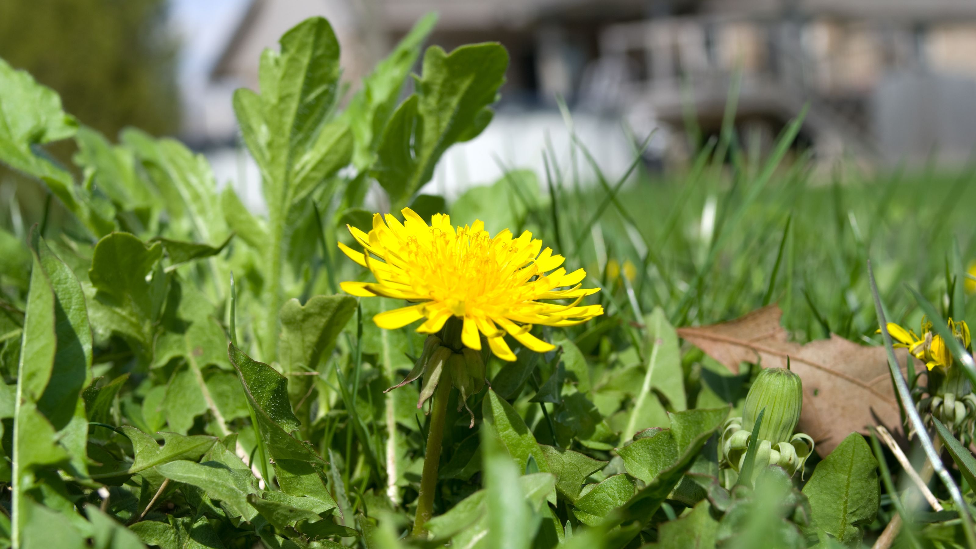 Dandelions growing in lawn in garden