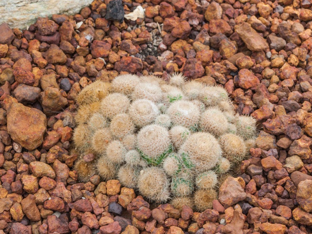 Old Lady Cactus On Red Rocks