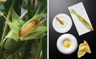 Variations of corn ('Summer')