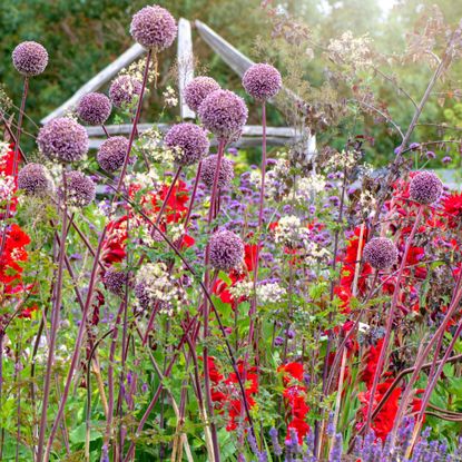 alliums and gladioli in garden