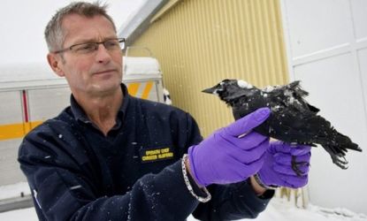 The dead birds found in Arkansas, Louisiana, Sweden (pictured), and other places, strike some observers as too much of a coincidence.