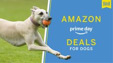 Amazon Prime Day Deals for dogs graphic