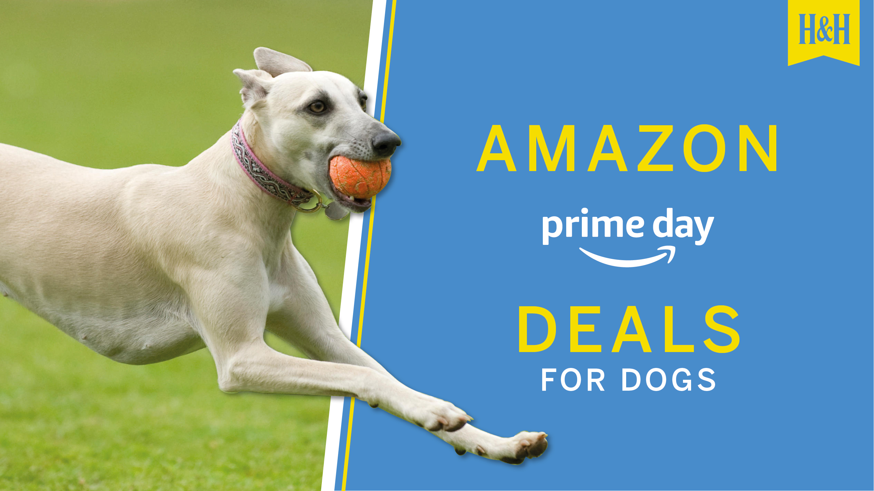 Amazon Prime Day Deals for dogs graphic