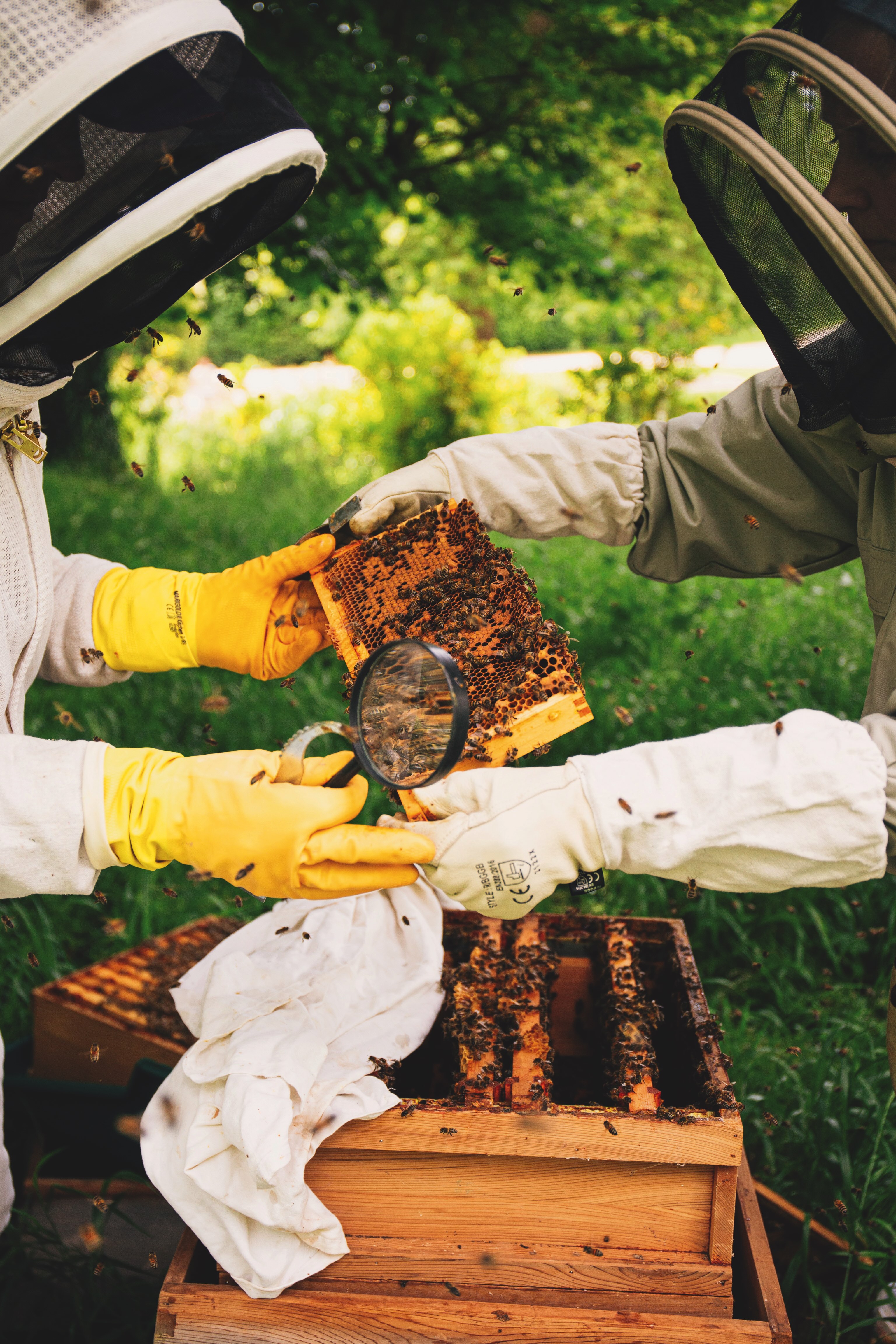 Two workers at the Beezantium at the Newt observe a hive