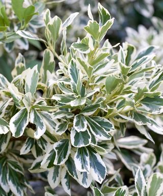 Euonymus fortunei 'Silver Queen'