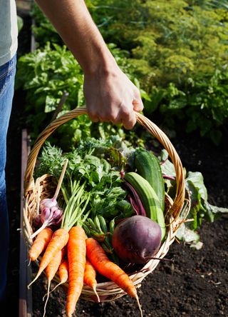 A person holding a basket of vegetables