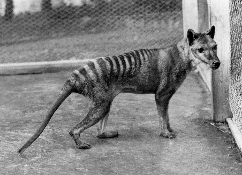 A Tasmanian tiger.