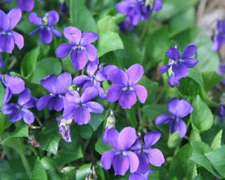 Common violets