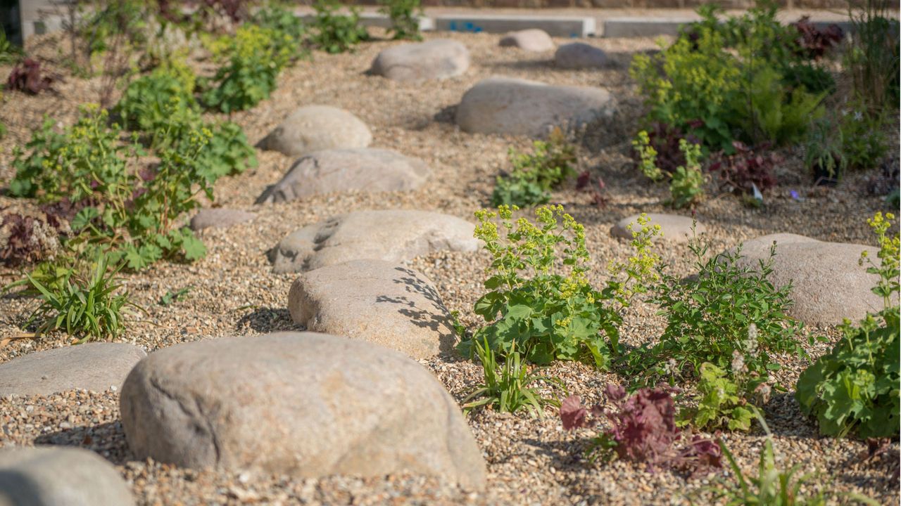 rain garden design with boulders, gravel and plants