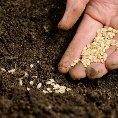 Hand Placing Seeds Into Soil