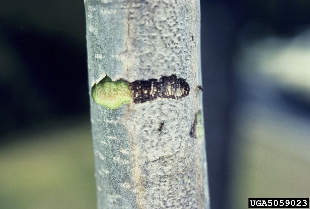 Sunscald On Citrus Tree