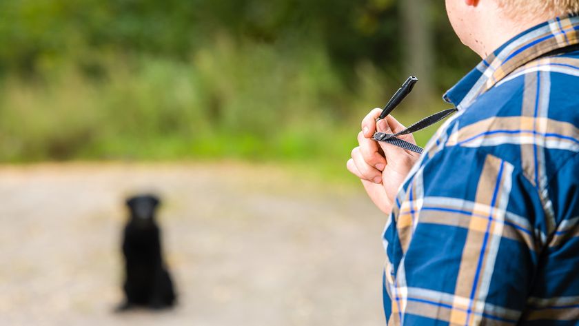 Dog owner practicing whistle training with their dog