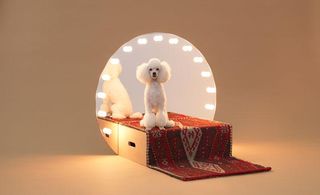 Plywood stage box for toy poodle, illuminated by a dressing room mirror behind it, and covered with a red Persian-style rug