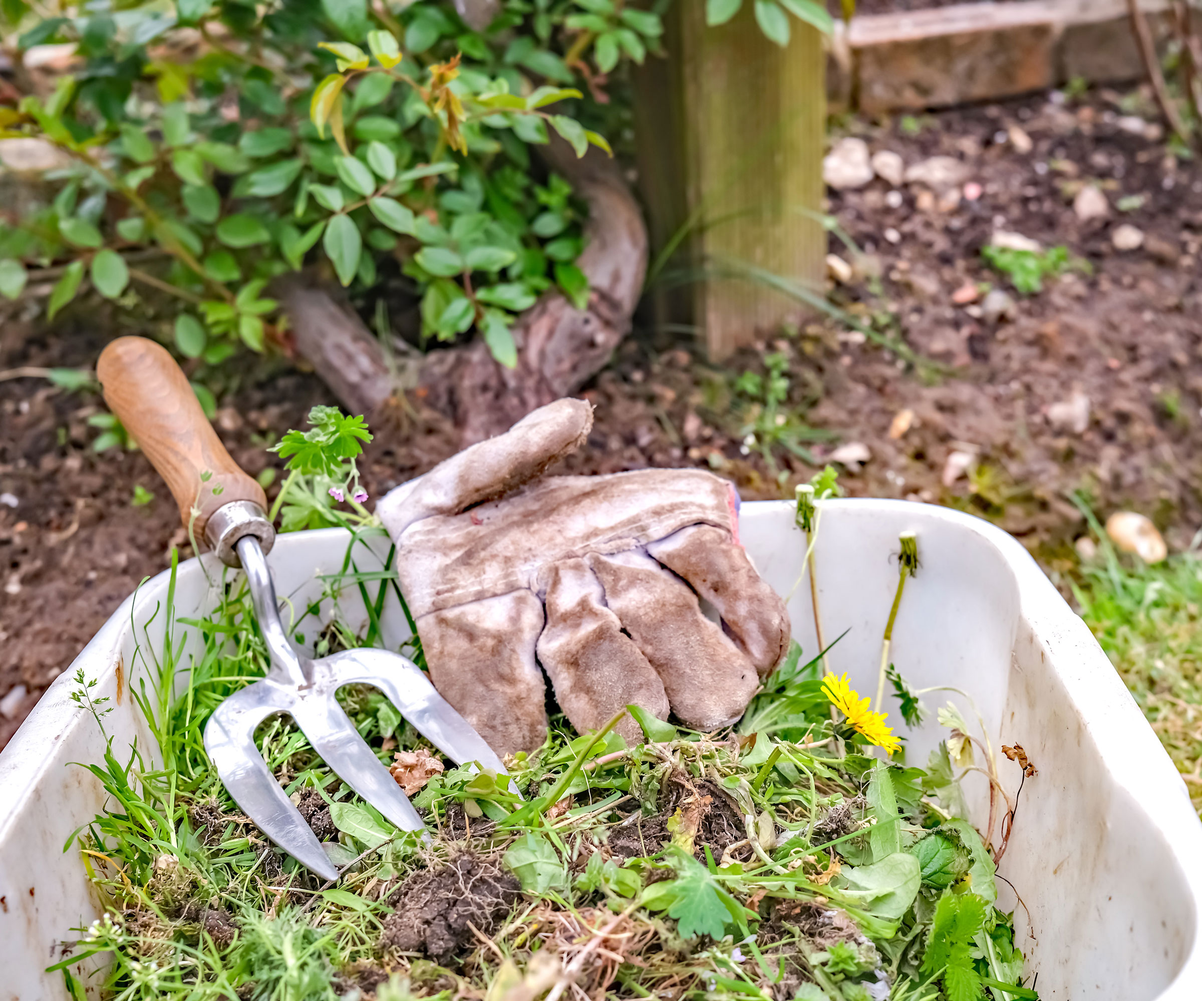 weeds and garden fork and glove in wheelbarrow