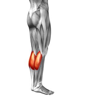 The soleus muscle is the muscle in the human body that pulls with the most force.