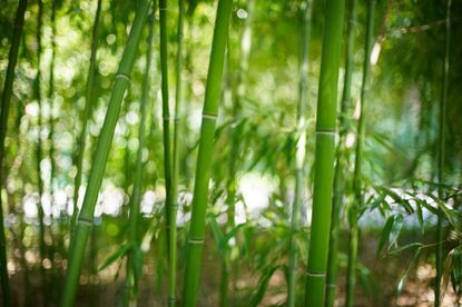 zone 8 bamboo