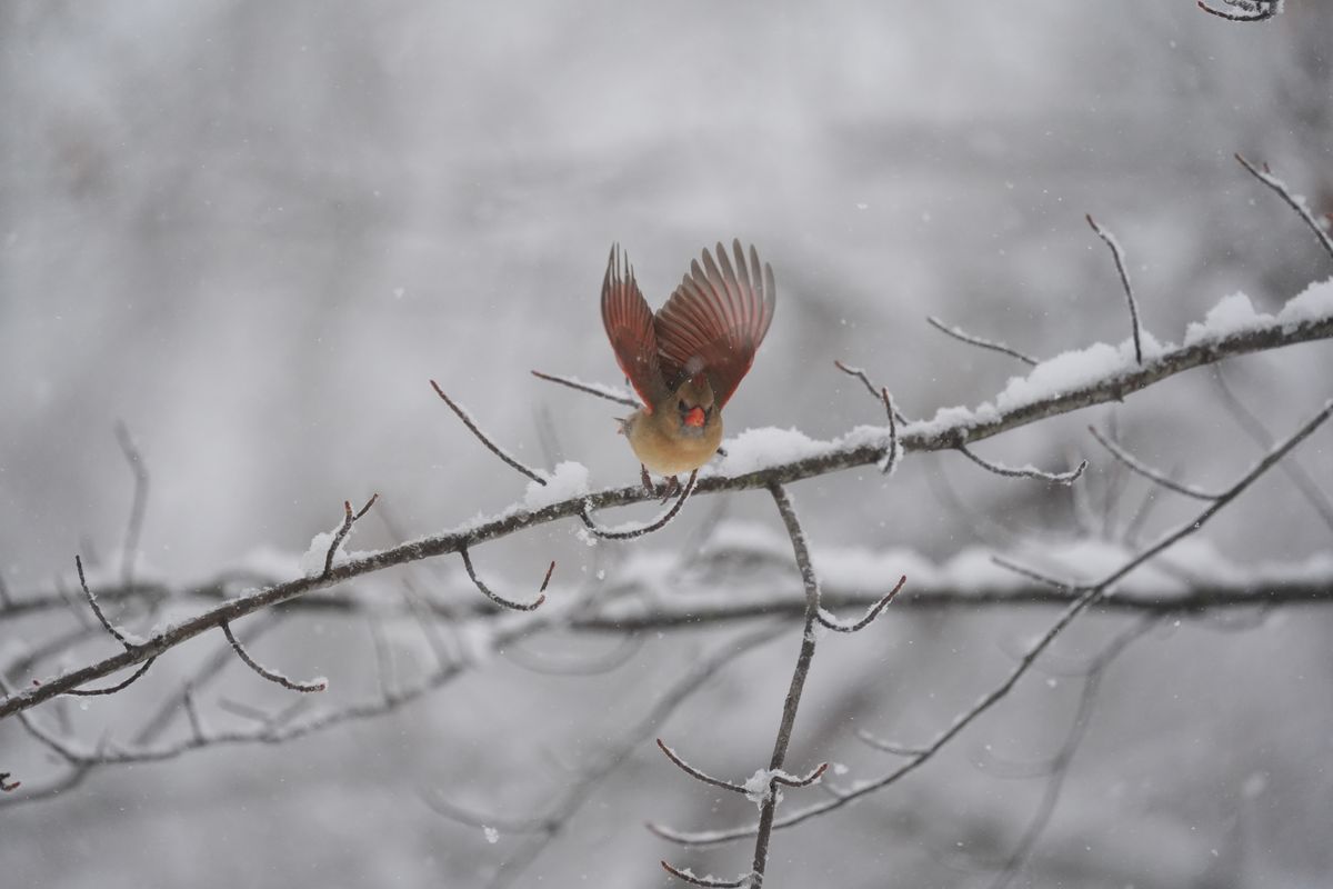 A bird photo taken with the Sony A7 V and FE 200-600mm f/25.6-6.3 G OSS