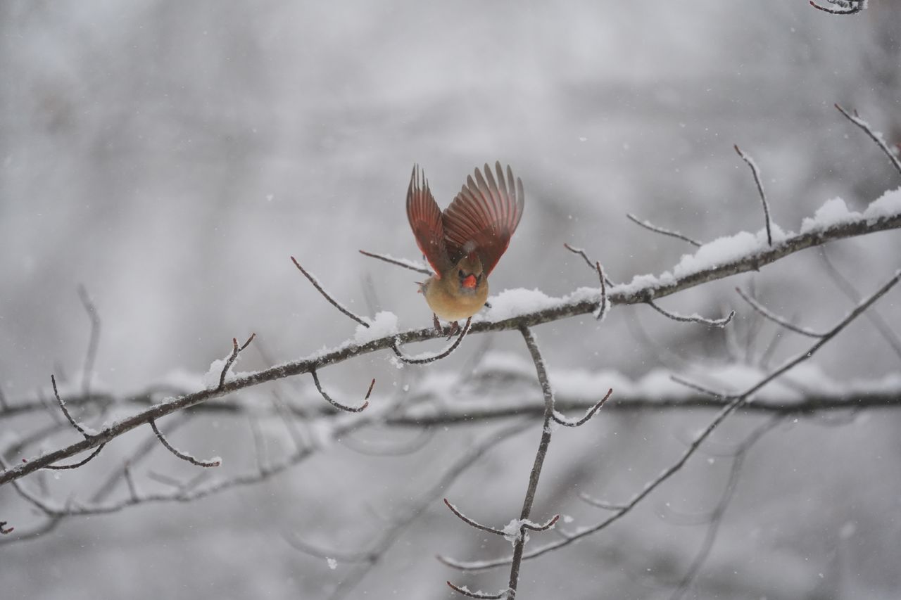 A bird photo taken with the Sony A7 V and FE 200-600mm f/25.6-6.3 G OSS