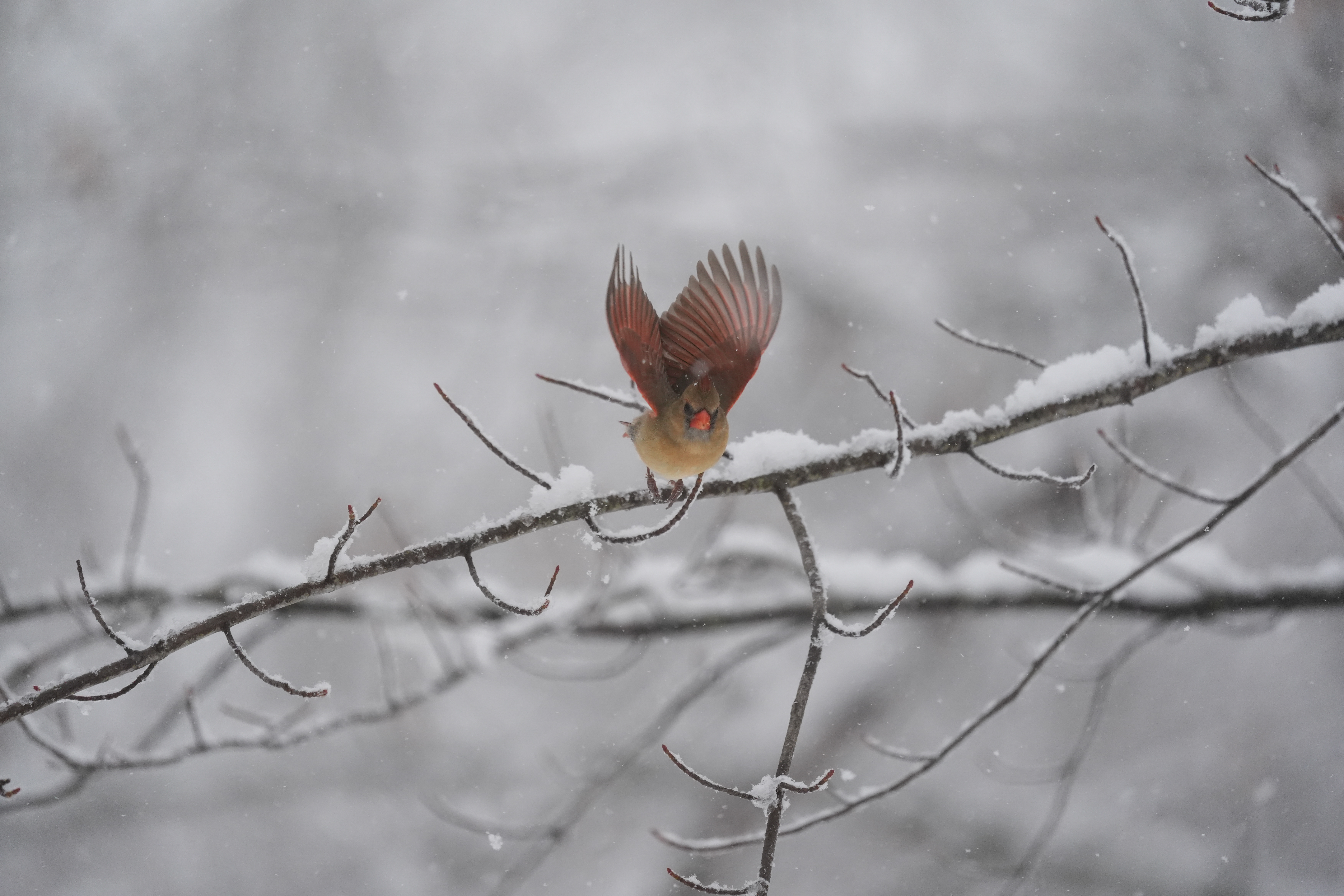 A bird photo taken with the Sony A7 V and FE 200-600mm f/25.6-6.3 G OSS