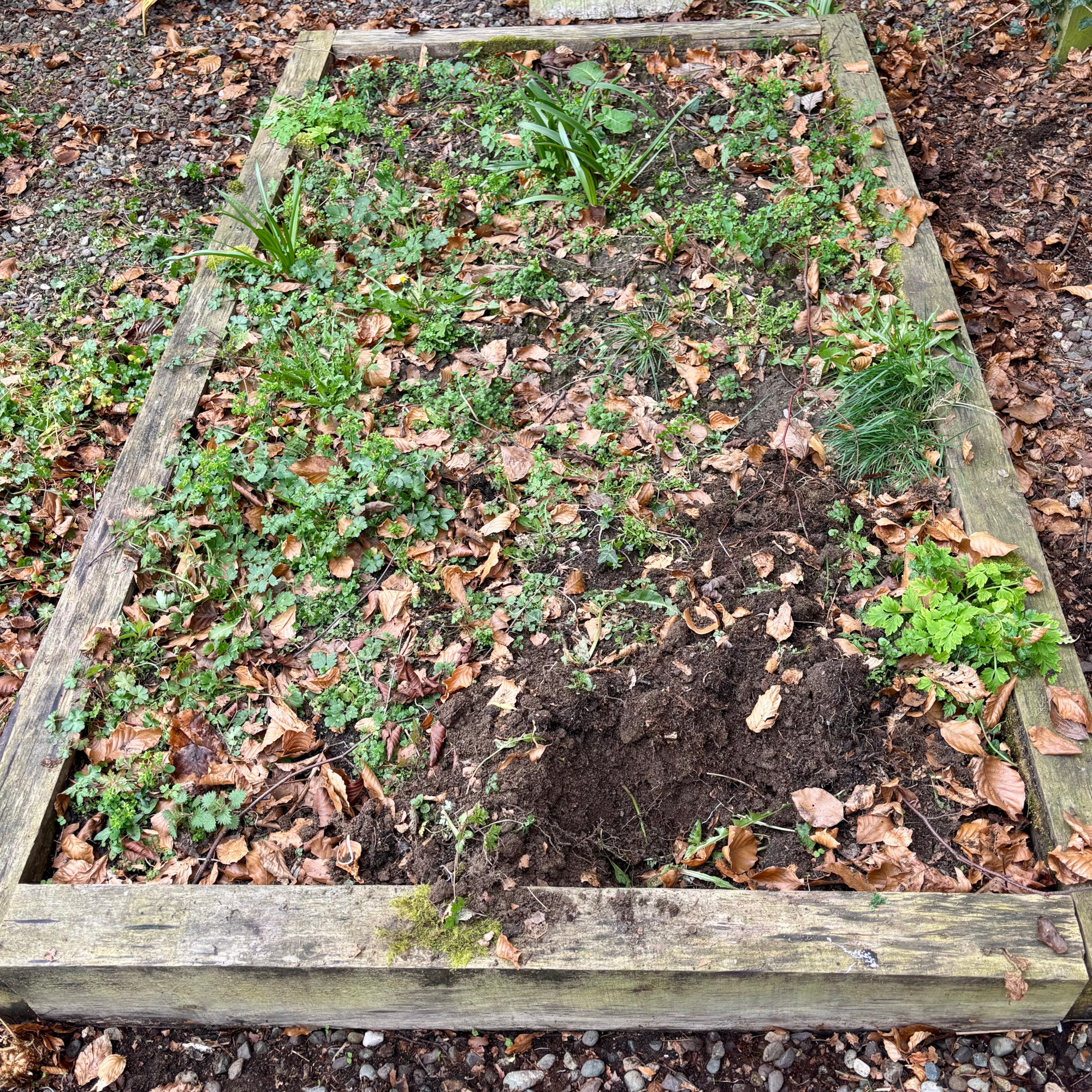 weeds in a raised bed